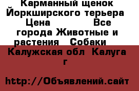 Карманный щенок Йоркширского терьера › Цена ­ 30 000 - Все города Животные и растения » Собаки   . Калужская обл.,Калуга г.